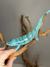 Load image into Gallery viewer, Juvenile Nosy Be panther chameleon with developing sky-blue, aqua, and teal hues
