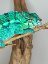 Load image into Gallery viewer, Captive-bred Nosy Be Panther Chameleon for sale
