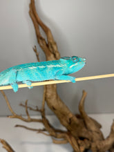 Load image into Gallery viewer, Exact juvenile male Nosy Be panther chameleon available from FramsChams

