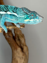Load image into Gallery viewer, Exact juvenile Nosy Be panther chameleon available from FramsChams
