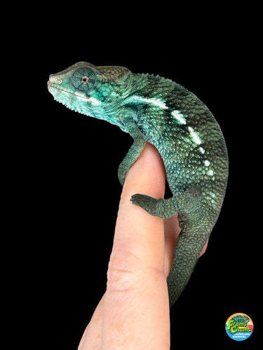Premium Nosy Be Panther Chameleon from FramsChams