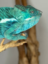 Load image into Gallery viewer, Premium captive-bred Nosy Be Panther Chameleon male
