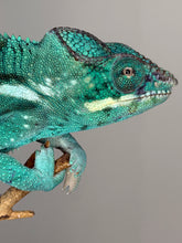 Load image into Gallery viewer, Front view of a captive-bred Nosy Be Panther Chameleon with aqua and teal hues
