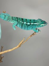 Load image into Gallery viewer, Exact Nosy Be Panther Chameleon available from FramsChams
