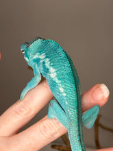 Load image into Gallery viewer, Juvenile Nosy Be panther chameleon
