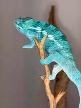 Load image into Gallery viewer, Blue and aqua tones developing on juvenile Nosy Be panther chameleon
