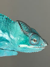 Load image into Gallery viewer, Close-up of juvenile Nosy Be panther chameleon face and casque
