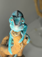 Load image into Gallery viewer, Close-up of juvenile Nosy Be Panther Chameleon’s face with subtle red rain markings
