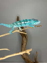 Load image into Gallery viewer, Healthy juvenile Nosy Be panther chameleon with well-started growth
