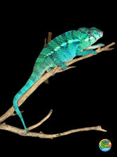 Load image into Gallery viewer, Nosy Be Panther Chameleon juvenile male from FramsChams
