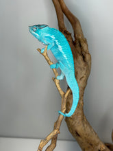 Load image into Gallery viewer, Side view of juvenile male Nosy Be panther chameleon showing blue and teal tones
