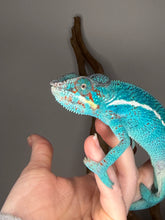 Load image into Gallery viewer, Juvenile Nosy Be Panther Chameleon resting calmly on a hand, demonstrating gentle temperament
