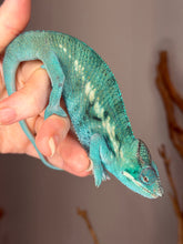 Load image into Gallery viewer, Juvenile Nosy Be panther chameleon perched and observing surroundings
