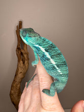 Load image into Gallery viewer, Juvenile Nosy Be Panther Chameleon showing vibrant colors
