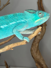Load image into Gallery viewer, Last Nosy Be panther chameleon male with vibrant aqua and teal coloring
