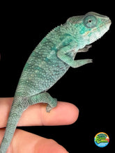 Load image into Gallery viewer, Juvenile Nosy Be Panther Chameleon male showing blue-green coloration close-up
