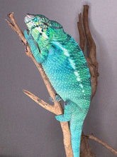 Load image into Gallery viewer, Ocean blue Nosy Be Panther Chameleon coloration
