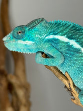 Load image into Gallery viewer, Nosy Be Panther Chameleon glowing ocean-blue under sunlight
