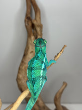 Load image into Gallery viewer, Nosy Be Panther Chameleon perched on branch
