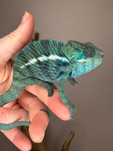 Load image into Gallery viewer, Nosy Be Panther Chameleon walking across a hand
