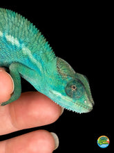 Load image into Gallery viewer, Side view of Nosy Be Panther Chameleon showing vivid hues
