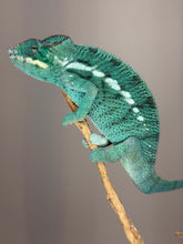 Load image into Gallery viewer, Side view of a young male Nosy Be Panther Chameleon showing early blue tones
