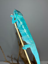 Load image into Gallery viewer, Sire BB Nosy Be panther chameleon produced by Ramblin’ Exotics
