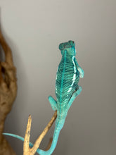 Load image into Gallery viewer, Stunning turquoise and blue juvenile Nosy Be Panther Chameleon
