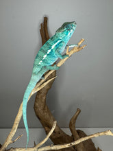 Load image into Gallery viewer, Vibrant coloration of Nosy Be Panther Chameleon
