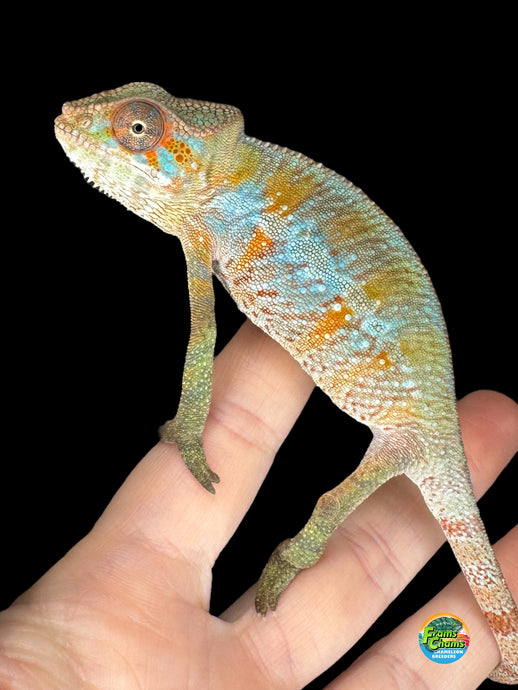 Orange and blue Ambilobe Panther Chameleon male from FramsChams showing vivid color