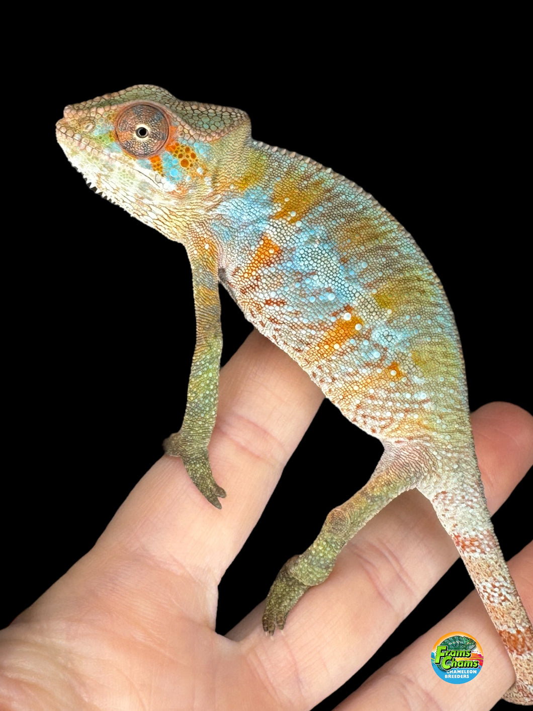 Orange and blue Ambilobe Panther Chameleon male from FramsChams showing vivid color