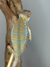 Load image into Gallery viewer, back profile of orange and blue male Ambilobe Panther Chameleon under light
