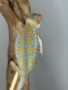 back profile of orange and blue male Ambilobe Panther Chameleon under light
