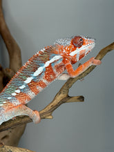 Load image into Gallery viewer, Panther Chameleon developing soft blue bars over bright orange-red coloration
