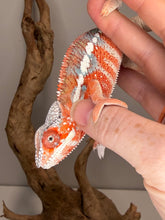 Load image into Gallery viewer, Panther Chameleon with blue bars beginning to brighten with age
