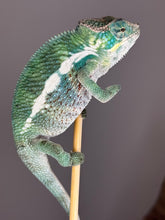 Load image into Gallery viewer, Body pattern with early blues and subtle greens
