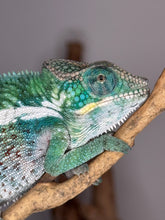 Load image into Gallery viewer, Close-up of blue and teal coloration
