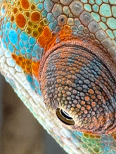 Load image into Gallery viewer, Close-up of a ambilobe chameleon&#39;s eye and skin texture
