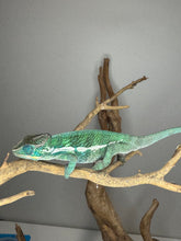 Load image into Gallery viewer, Emerging blue and teal coloration on juvenile male

