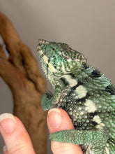Load image into Gallery viewer, Exact juvenile panther chameleon shown for sale at FramsChams
