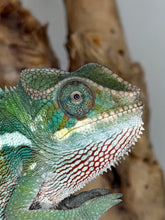 Load image into Gallery viewer, A close-up photograph of a chameleon with textured green, blue, and red skin, perched against a blurred natural background.
