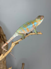 Load image into Gallery viewer, Hand-raised Ambilobe Panther Chameleon perched on hand, calm temperament
