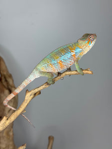 Hand-raised Ambilobe Panther Chameleon perched on hand, calm temperament