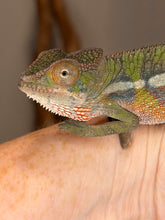 Load image into Gallery viewer, Young male Panther Chameleon displaying colorful developing pattern
