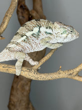 Load image into Gallery viewer, Mystery hatch panther chameleon perched in enclosure showing natural posture and coloration

