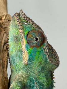 Ambilobe Panther Chameleon juvenile perched and observing surroundings