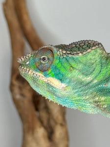 Juvenile Panther Chameleon beginning to display red and green hues