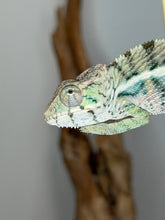 Load image into Gallery viewer, Side profile of a young male Panther Chameleon with developing blue and orange coloration.
