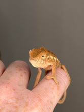 Load image into Gallery viewer, Peach-toned captive-bred female Ambilobe Panther Chameleon climbing on a finger.

