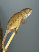 Load image into Gallery viewer, Healthy captive-bred female Ambilobe Panther Chameleon with soft peach coloration.

